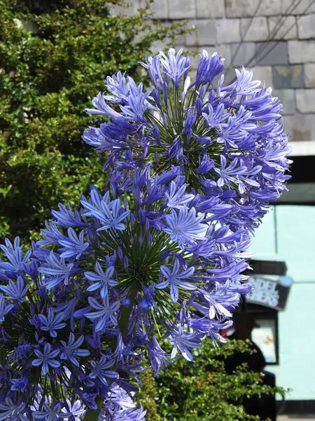 Sayısız küçük açık mavi çiçekler