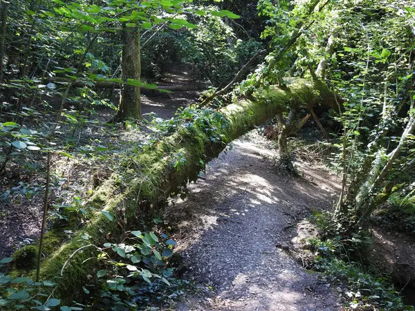 Ormanda kemerli yatay ağaç