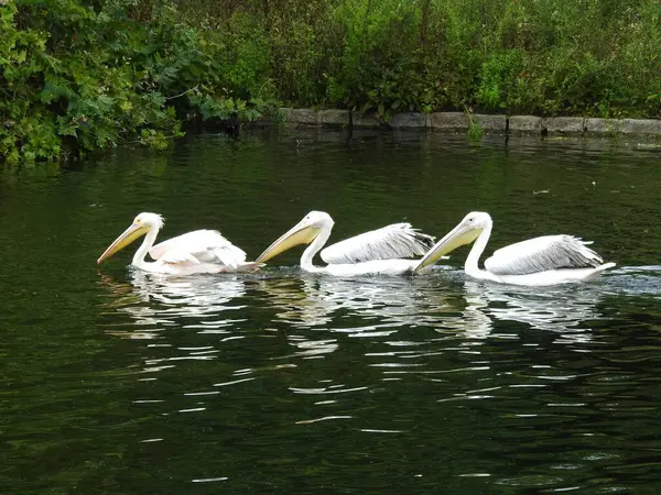 Beyaz pelikanlar göl suyunda yüzerler.