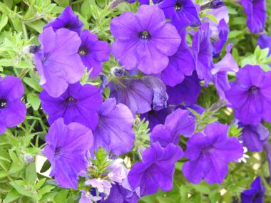 Çiçeklerin yaprakları açık mor.