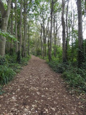 Uzun ağaçlar arasındaki geniş doğal patika