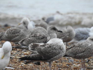 İngiltere 'de kayalık bir sahil sahilinde bir grup martı.