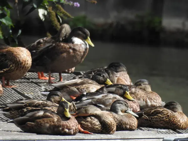 Bir grup vahşi ördek nehir kenarındaki ahşap platformda dinleniyor..