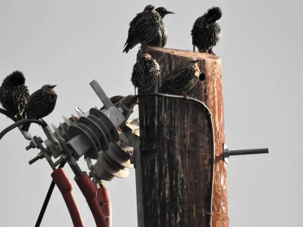 Bir grup kuş bir direkte ve kablolarda