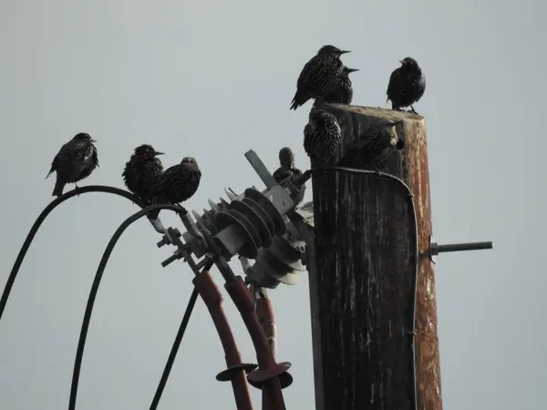 Bir grup kuş bir direkte ve kablolarda