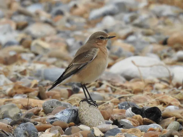 Küçük kahverengi ve siyah bir kuş kayalık bir sahilde duruyor.