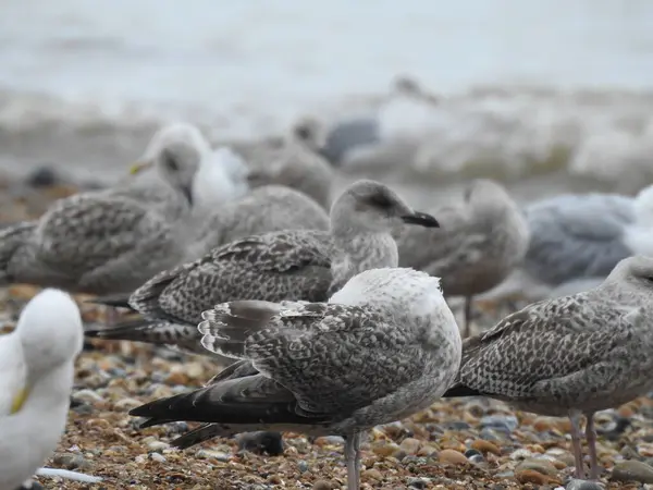 İngiltere 'de kayalık bir sahil sahilinde bir grup martı.