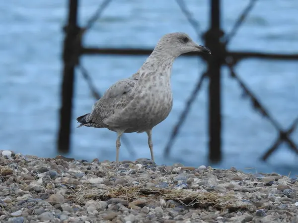 Su ve sütunların bulanık arka planına karşı kayalık bir sahilde duran bir martı..