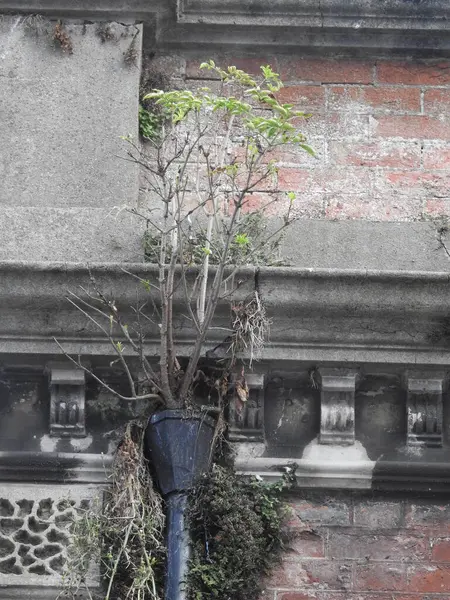Dikey boruda büyüyen bir ağaç olan dış mimari elementleri.