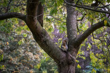 Evcil bir sincap ağacın dalında ön bacaklarının arasında bir parça ekmekle.