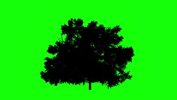 Symbol Migowy Duża Litera Animacja Ruch Grafika Zielonym Ekranie Elementów — Wideo stockowe