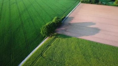 Bir saman tarlasının, buğday tarlasının hava görüntüleri. Güzel dinamik peyzaj dronu