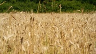 Bir saman tarlasının, buğday tarlasının hava görüntüleri. Güzel dinamik peyzaj dronu