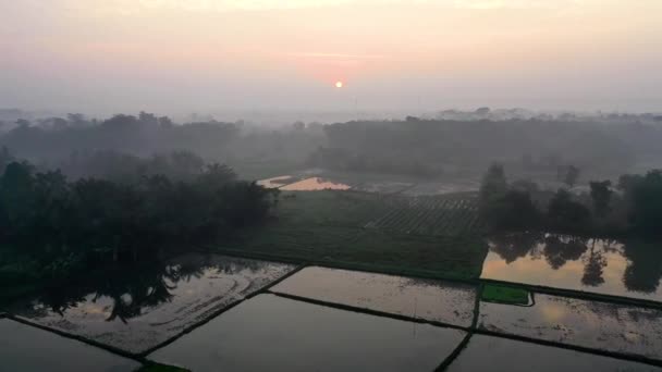 ヘイフィールド コムギ畑の空中映像 美しいダイナミックな景観ドローン — ストック動画