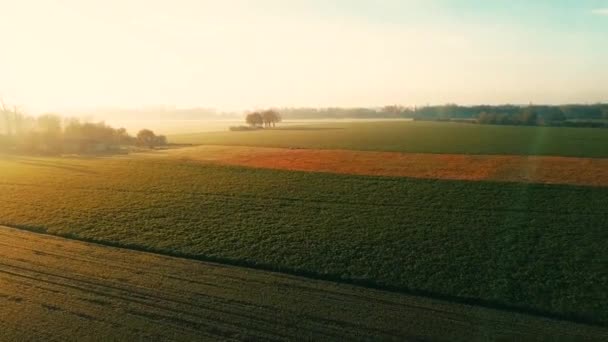 ヘイフィールド コムギ畑の空中映像 美しいダイナミックな景観ドローン — ストック動画