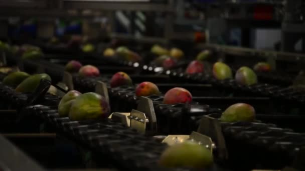 Közelkép Színes Gőzölgő Zöldségekről Amelyek Egy Serpenyőben Sütve Keverednek Feldobódnak — Stock videók