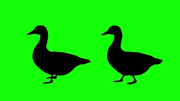 Zöld Képernyős Animáció Nyúl Karaktere Legeltetés Majd Felkel Megnézi Kroma — Stock videók