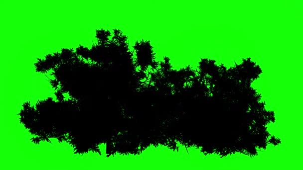 speed line backgrounds colorful ray sunburst animation loop anime motion  comic green screen 8079135 Stock Video at Vecteezy
