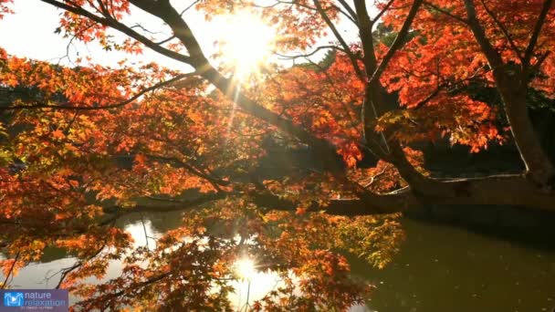 Anime Swing Grön Skog Med Ett Träd Romantiska Landskap Anime — Stockvideo