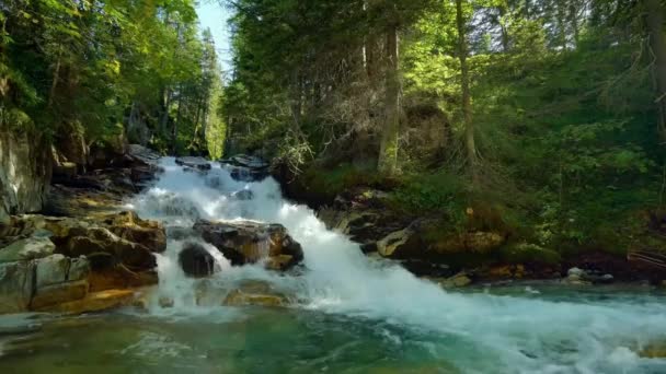 Kleine Bergrivier Met Kristalhelder Water Water Stroomt Stenen Begroeid Met — Stockvideo