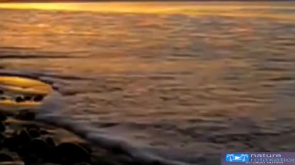 Aerian Editat Ridicarea Deasupra Câmpurilor Grâu Care Îmbăiază Lumina Auriu — Videoclip de stoc