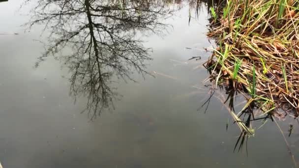 抽象的な背景としての池の上の木の反射 タイムラプス — ストック動画