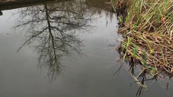 池の上の木を抽象的な背景として映し出す — ストック動画