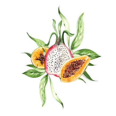 Watercolor papaya and dragon fruits  on white background. Illustration