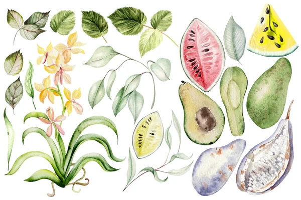 トロピカルフルーツアボカド スイカ 葉や花 水彩画セット — ストック写真