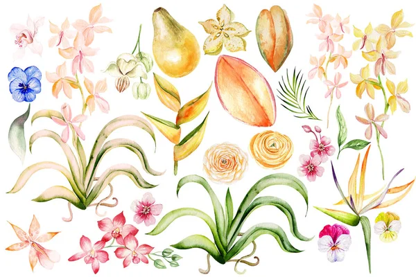 Set Tropickým Ovocem Papaua Fíky Orchideje Květiny Akvarel Ilustrace — Stock fotografie