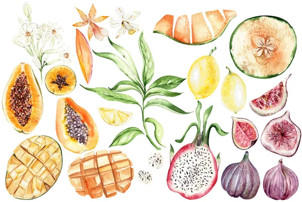Set Con Frutti Tropicali Papaua Melone Limone Fico Mango Acquerello — Foto Stock