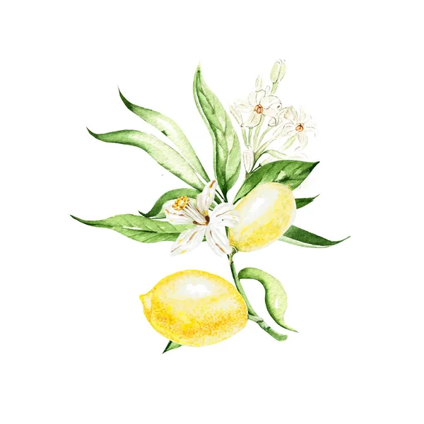 Aquarell Zitronenfrucht Mit Blättern Und Blüten Auf Weißem Hintergrund Illustration — Stockfoto