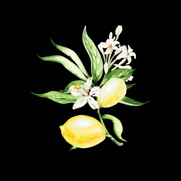 Aquarell Zitronenfrucht Mit Blättern Und Blüten Auf Schwarzem Hintergrund Illustration — Stockfoto