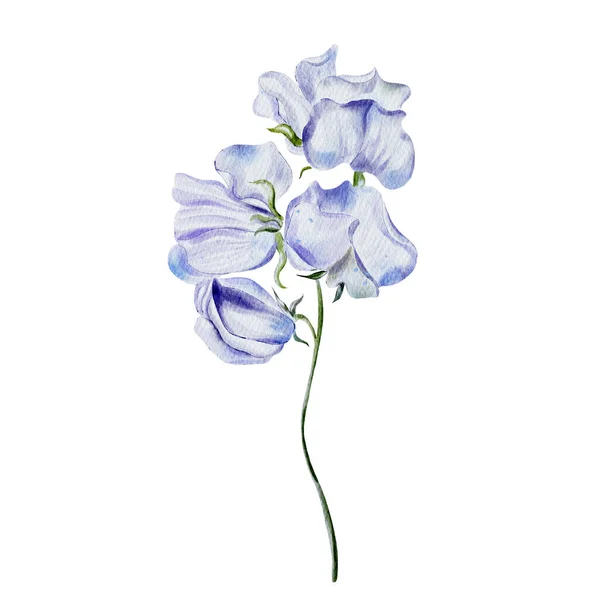 Desenho Aquarela Flores Silvestres Ucranianas Ilustração — Fotografia de Stock