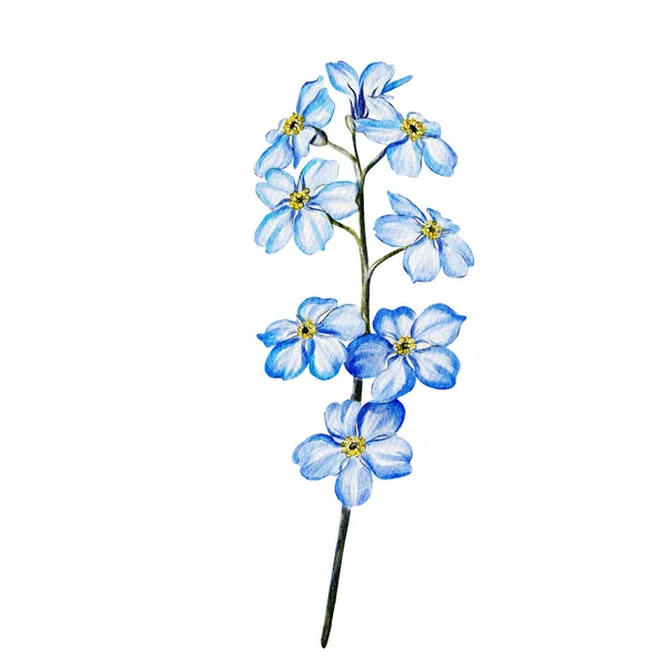 Desenho Aquarela Flores Silvestres Ucranianas — Fotografia de Stock