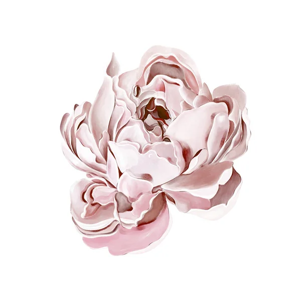 Акварельний Малюнок Квітки Півонії Ілюстрація — стокове фото