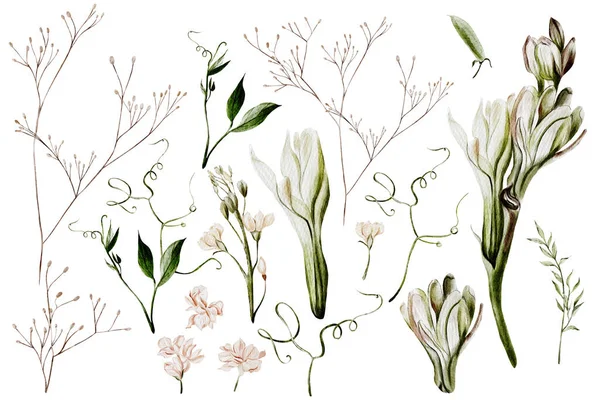Éléments Aquarelle Avec Des Fleurs Des Herbes Sauvages Illustration — Photo