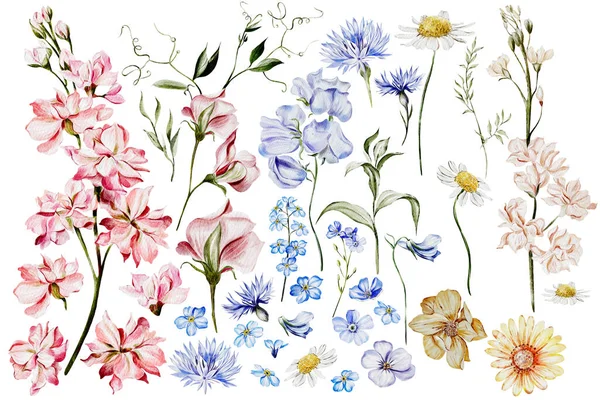 Akvarelové Květinové Prvky Květy Divoký Hrášek Chrpy Zapomenout Jiné Byliny — Stock fotografie