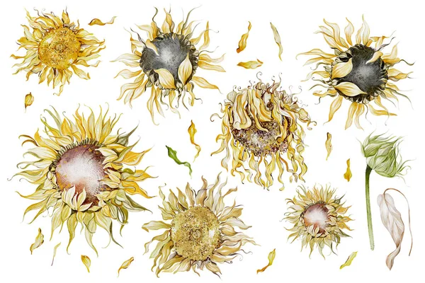 Slunečnice Izolované Bílém Pozadí Akvarel Botanické Ilustrace Ruční Kresba Nastavit — Stock fotografie