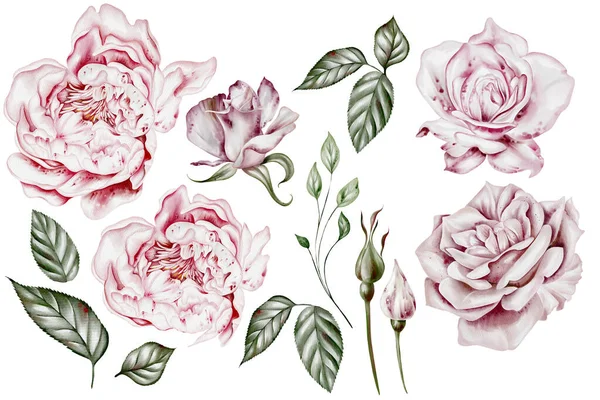 Conjunto Aquarela Com Rosas Flores Peônia Folhas Ilustração — Fotografia de Stock