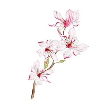 Suluboya düğün manolyası buketi. Görüntü