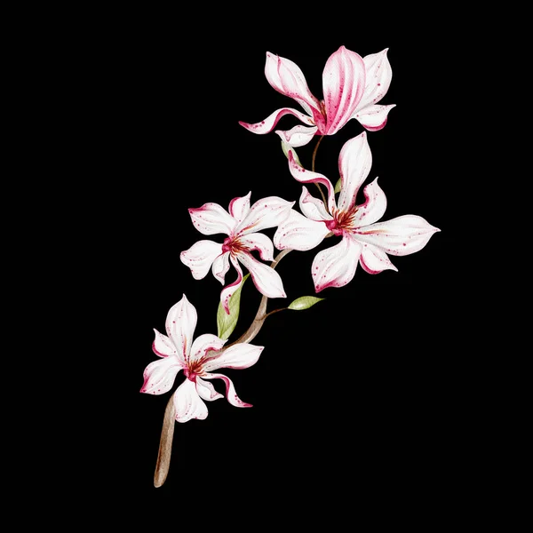 Acuarela Boda Magnolia Ramo Ilustración — Foto de Stock