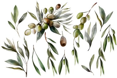 Zeytin çileği ve yeşil yapraklı suluboya. Görüntü