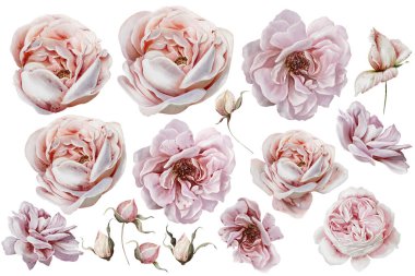 Çiçekleri ve tomurcukları olan suluboya bir düğün çiçeği. Görüntü