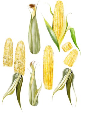 Suluboya farklı mısır seti. Görüntü 