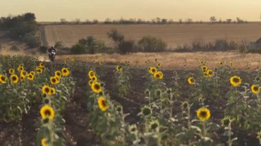 Altın saat boyunca tozlu bozkırlarda motosiklet sürmek