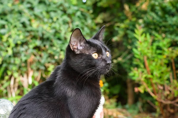 Schwarze Katze Garten — Stockfoto