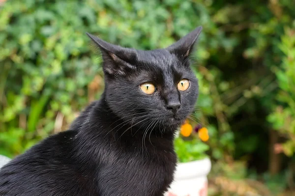 black cat with green eyes in the garden