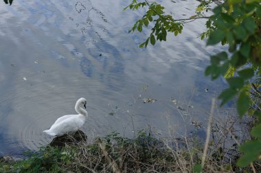 a white swan on the edge of the water with overhanging tree