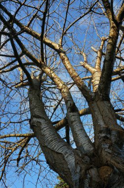 Güneşli bir günde kiraz ağacının çıplak dalları